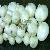 Egyptian White Onion Bulb