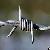 Barbed Wire