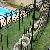 Swimming Pool Fence