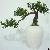 Artificial Podocarpus Bonsai Tree