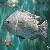 Tilapia Growth Environment