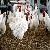 Poultry Feeding Ways Feed Pellet Mill Manufacturer