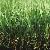 Artificial Grass For Pets, Mt-promising