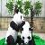 Life Size Realistic Animatronic Panda Model For Park