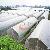 Agricultural Single Span Plastic Film Greenhouse