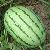 Chinese High Quality Hybrid Watermelon Seeds