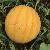 Golden King Hybrid Watermelon Seed Yellow Fruit