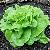 Loose Leaves Cream Lettuce