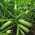 Jade 808 Hybrid Summer Squash Variety