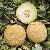 M254 Big Sweet Hybrid Galia Melon Seed