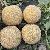 M255 Big Galia Melon Variety F1 With High Disease Resistance