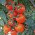 T193 Productive Semi Determinate Saladette Tomato Seed
