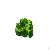 Iqf Broccoli