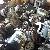 Electric Motor Scrap