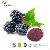 Mulberry Powder