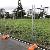 Temporary Fencing