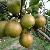 Chinese Yulu Pear