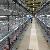 H Type Full Automatic Pullet Cage