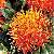 Cla Conjugated Linoleic Acid Oil And Powder From Safflower Seed Extract