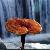 Ganoderma Lucidum Reishi Mycelium Extract And Polysaccharides And Spore Powder