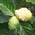 Noni Morinda Citrifolia Extract 10 1 And 9% To 12% Polysaccharides