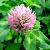 Red Clover Extract Total Isoflavones 8% To 60% Hplc