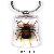 Sell Insect Amber Key Chain