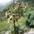 Silene Otites Extract