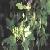 Aconitum Ambiguum P.e.