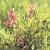 Corydalis Yanhusuo P.e