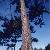 Larix Gmelini P.e.