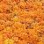 We Sell Lutein For Export
