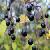 Prunus Padus Extract
