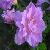 Rhododendron Simsii P.e.