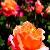 Rose Flower Extract
