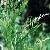 Sophora Flavescens P.e.