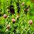 We Sell Turkesterone