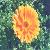 We Sell Zeaxanthin