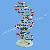 Sell Human Dna Model B1021