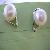 Wholesale Freshwater Pearl Earring