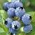 Bilberry Extract From Plamed