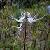 Clerodendranthus Spicatus P.e