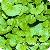 Sell Herba