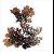 Lobaria Pulmonaria P.e
