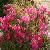 Rhododendron Dauricum P.e