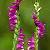 Spiranthes Sinensis P.e.