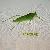 Interested In The Importers Who Are Interested In Our Wire Mesh Related Products As Insect Screen