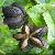 Selling Wholesale Sacha Inchi Oil
