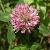 Red Clover Extract