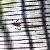 16x16mesh Plastic Insect Screening